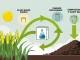 Infographic showing the lifecycle of a compostable T-shirt bag from plant source to compost.